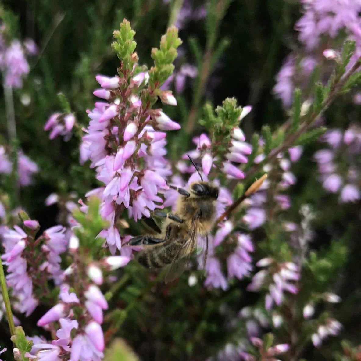 Hanna's Bees