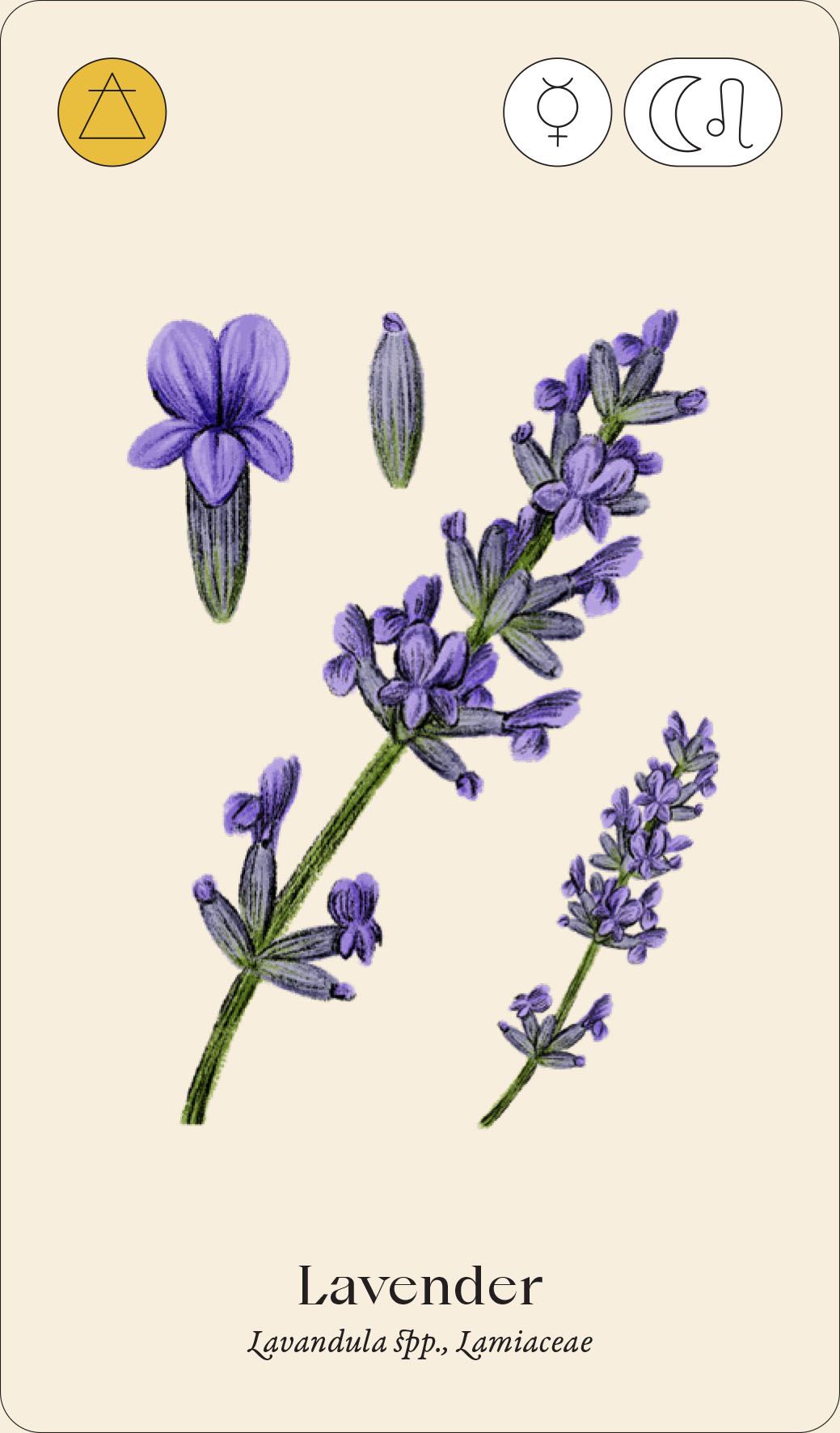 WILD ALCHEMY LAB: AN ASTRO BOTANICAL REMEDY  DECK (CARDS)