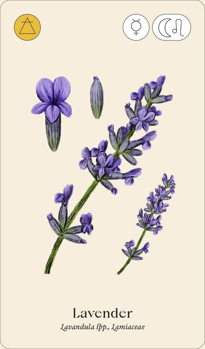 WILD ALCHEMY LAB: AN ASTRO BOTANICAL REMEDY  DECK (CARDS)
