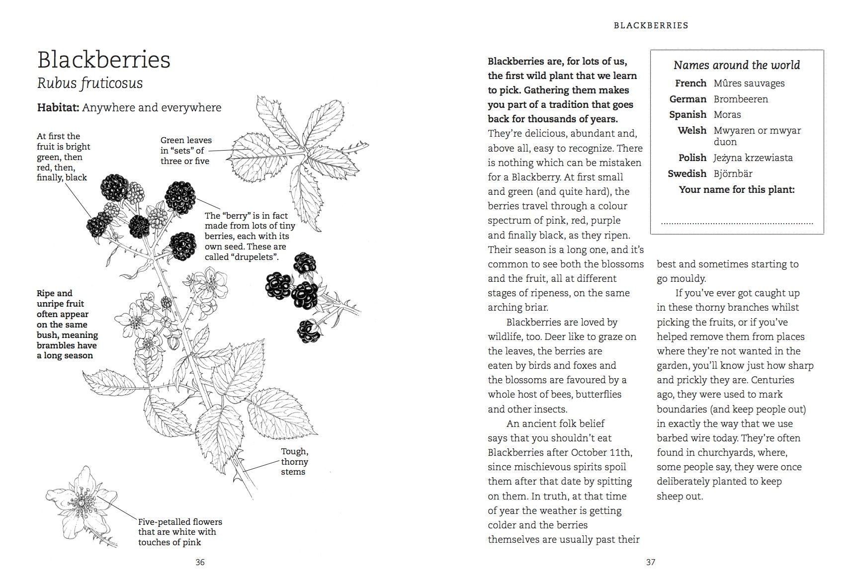 FORAGING WITH KIDS