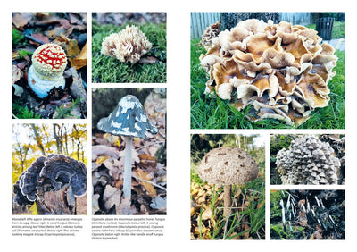 Growing Mushrooms At Home (HB)-Books-Ohh! By Gum - Shop Sustainable