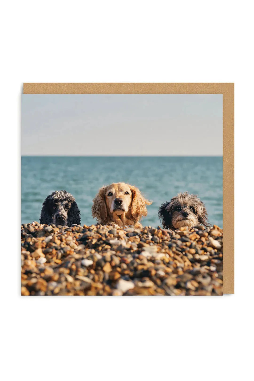 Ohh Deer Three Beach Dogs Square Greeting Card