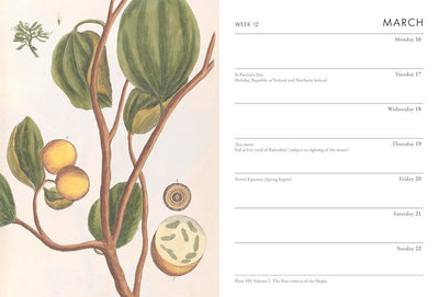 Calendar page with botanical illustration and March month layout