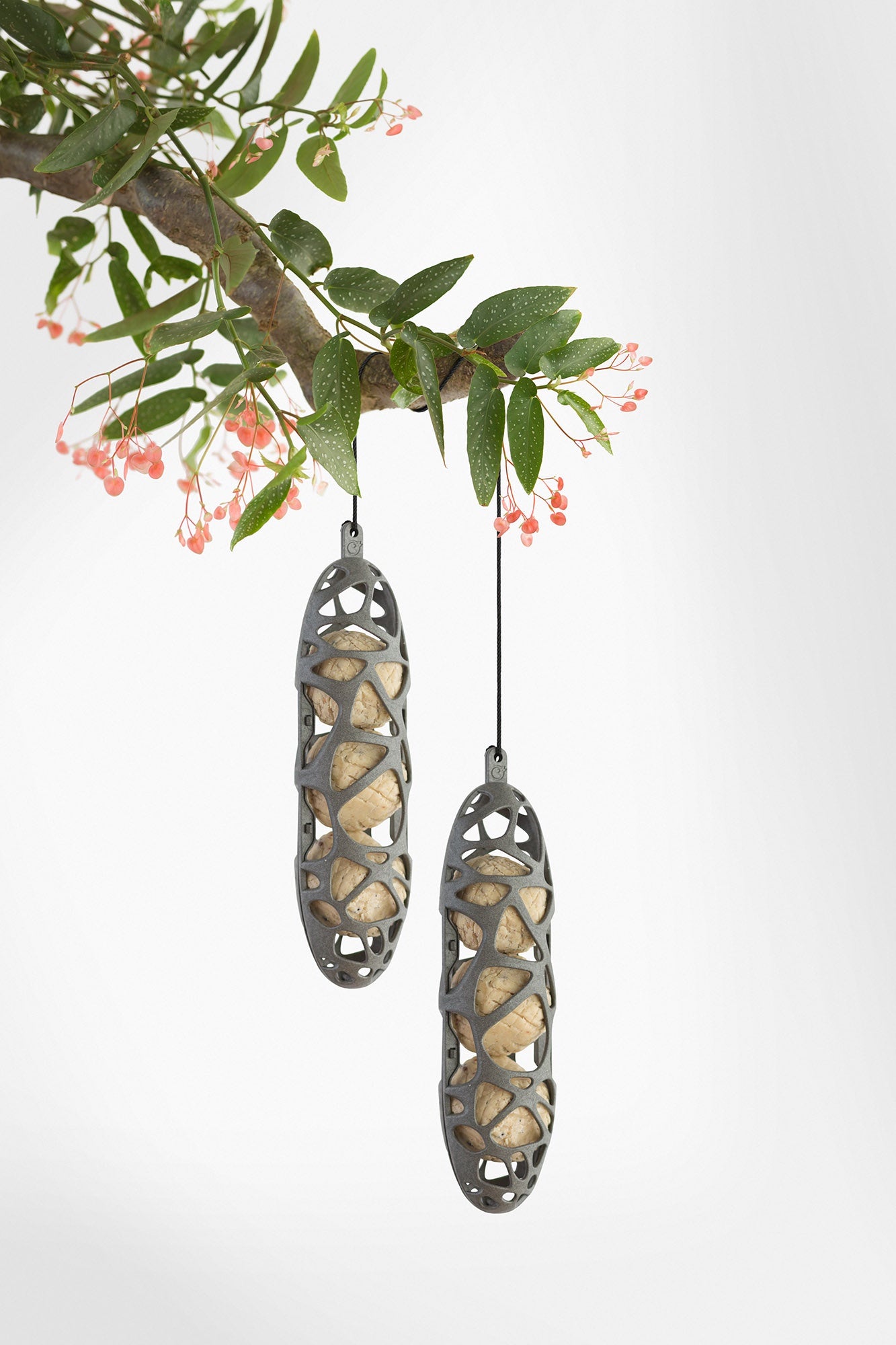 Bird feeders hanging from a branch with green leaves and pink flowers.