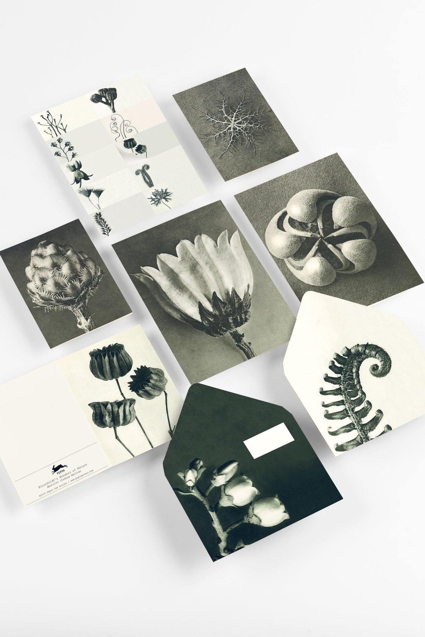 The Pepin Press COR Wonders of Nature (Karl Blossfeldt)