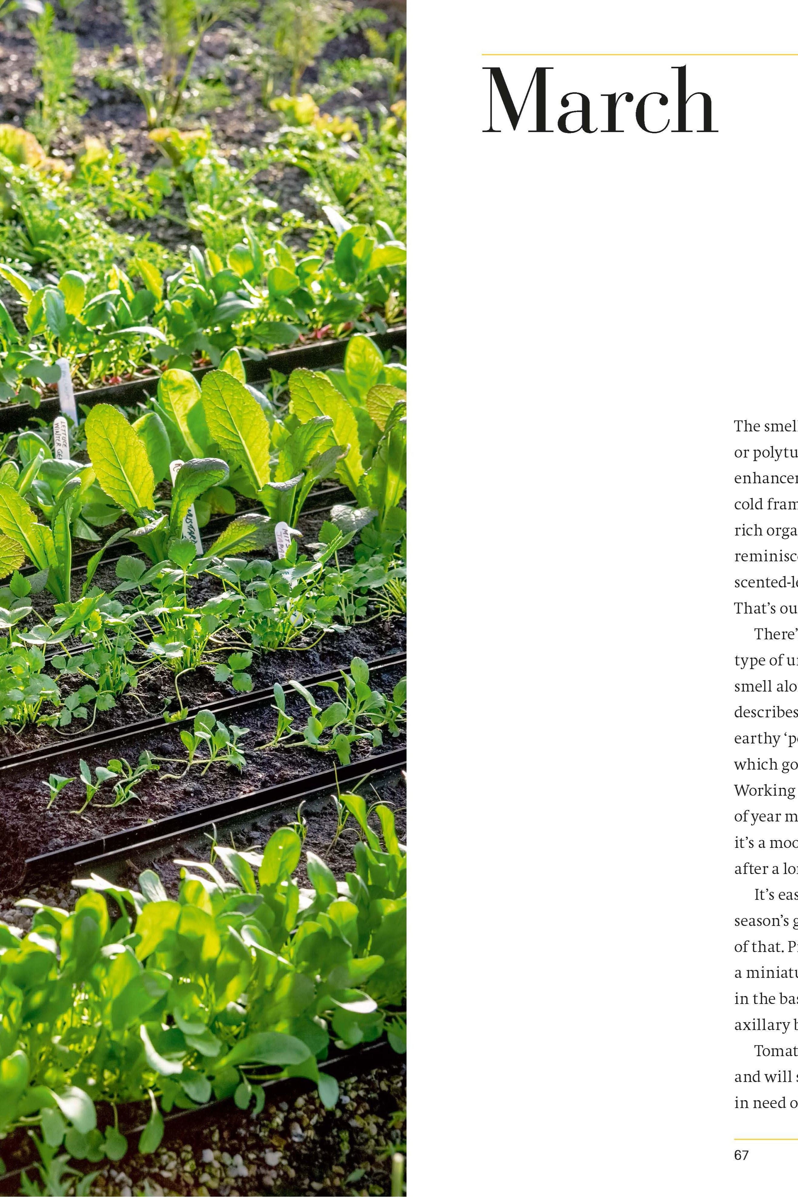 YEAR FULL OF VEG: A HARVEST FOR ALL SEASONS (HB)-Books-Ohh! By Gum - Shop Sustainable