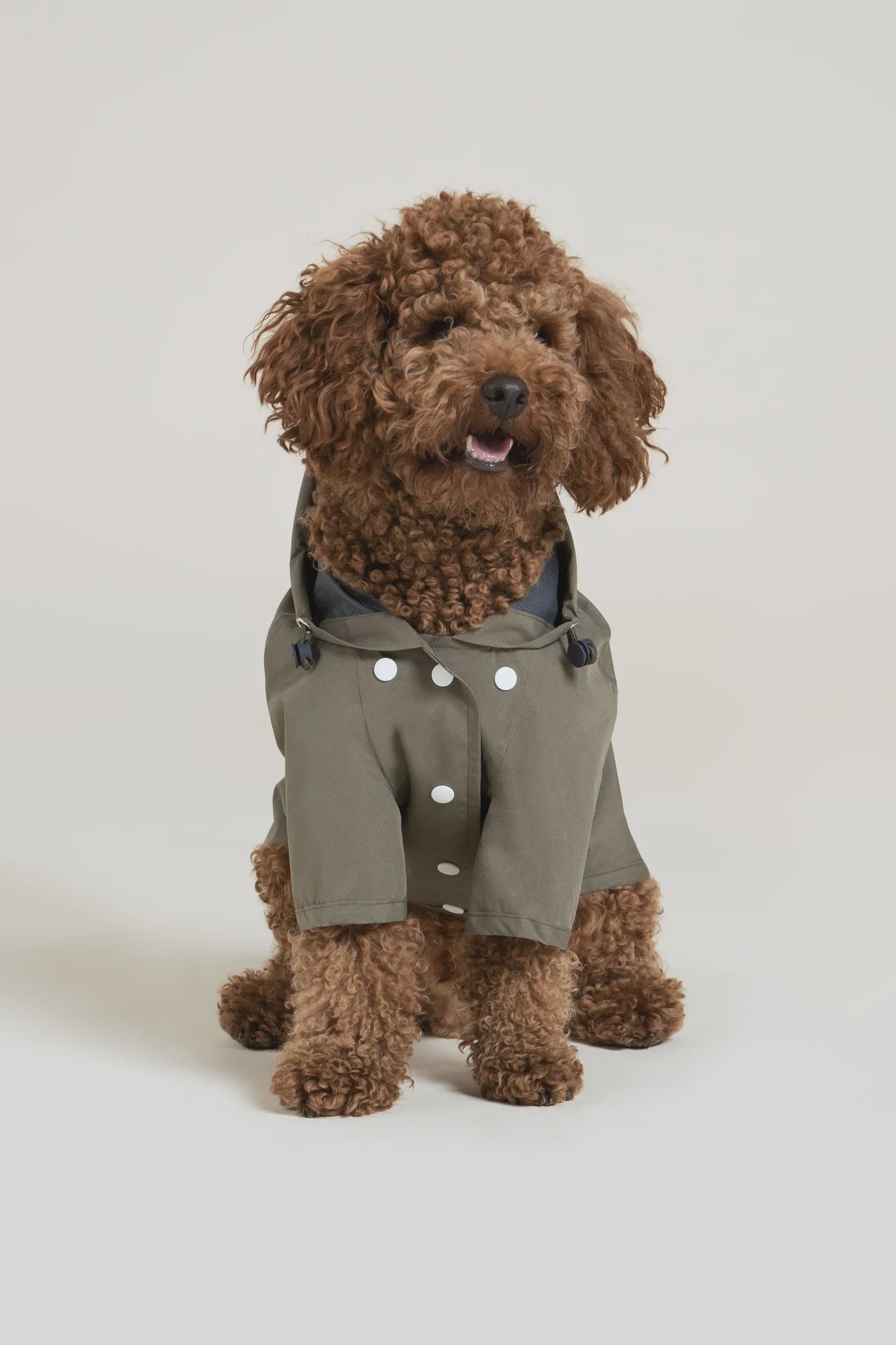 A cute brown curly-haired dog wearing an olive green waterproof dog coat sitting against a neutral backdrop.