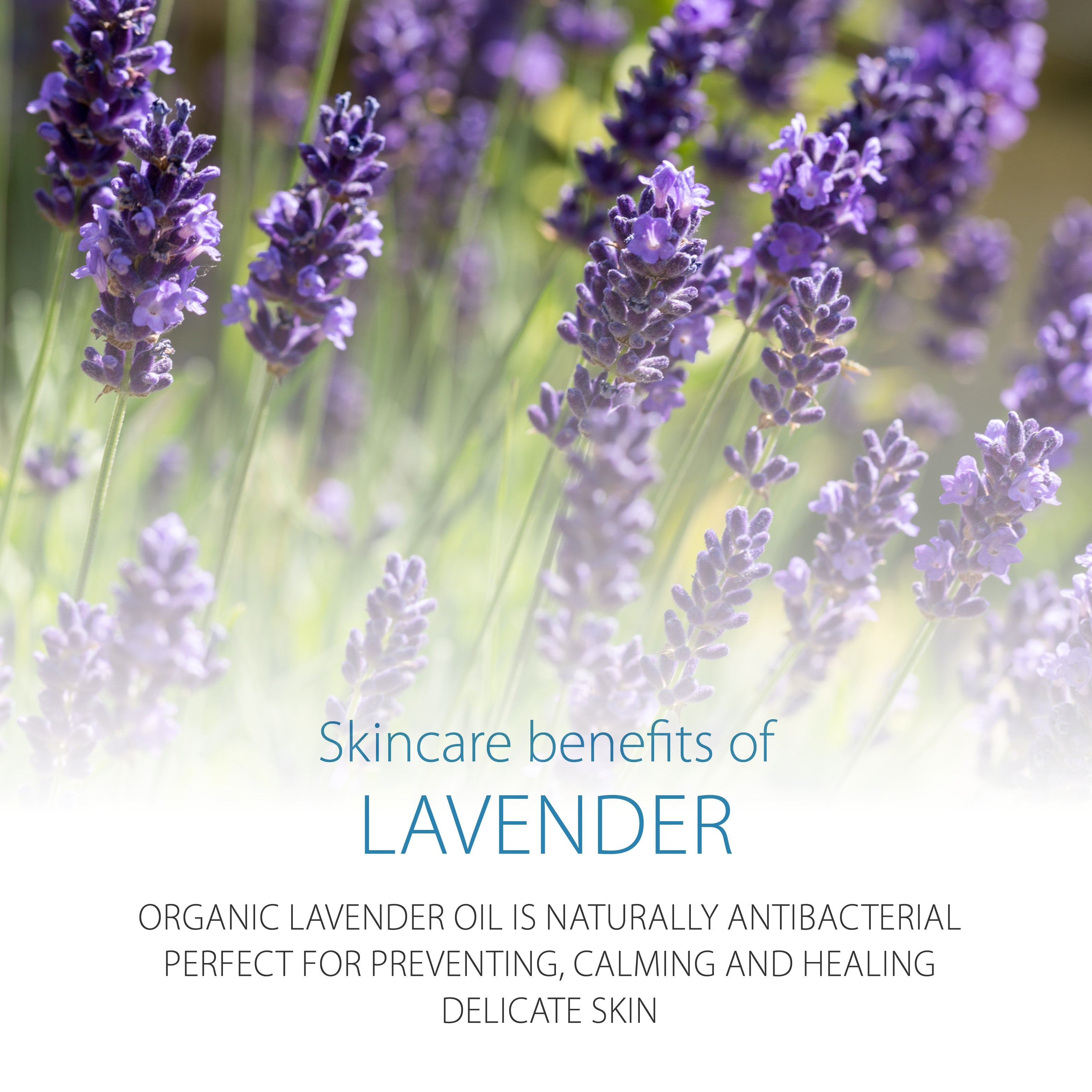 Close-up of lavender flowers with text about skincare benefits.