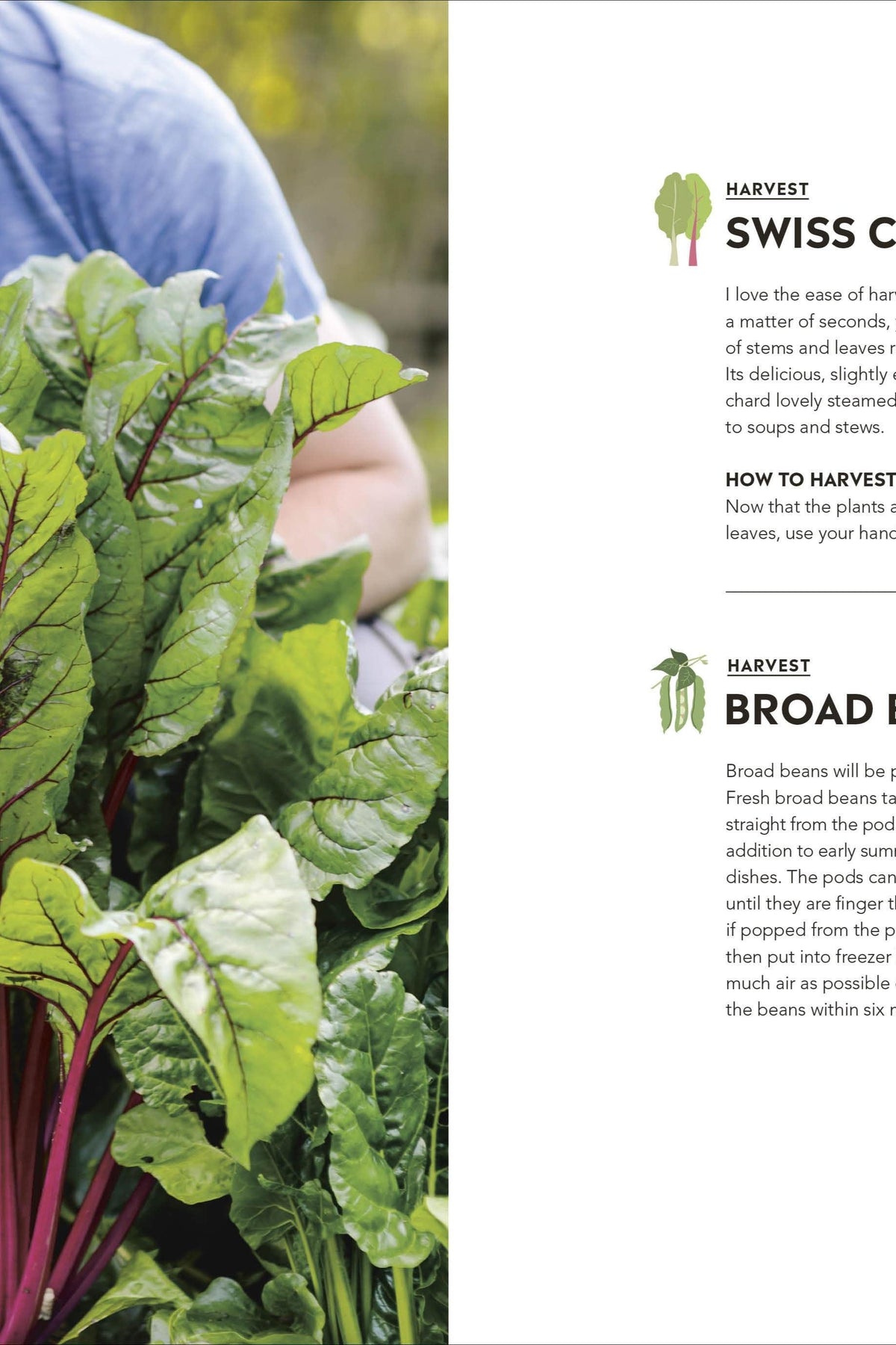 A man harvesting fresh Swiss chard in a vegetable garden, featured in a gardening book.