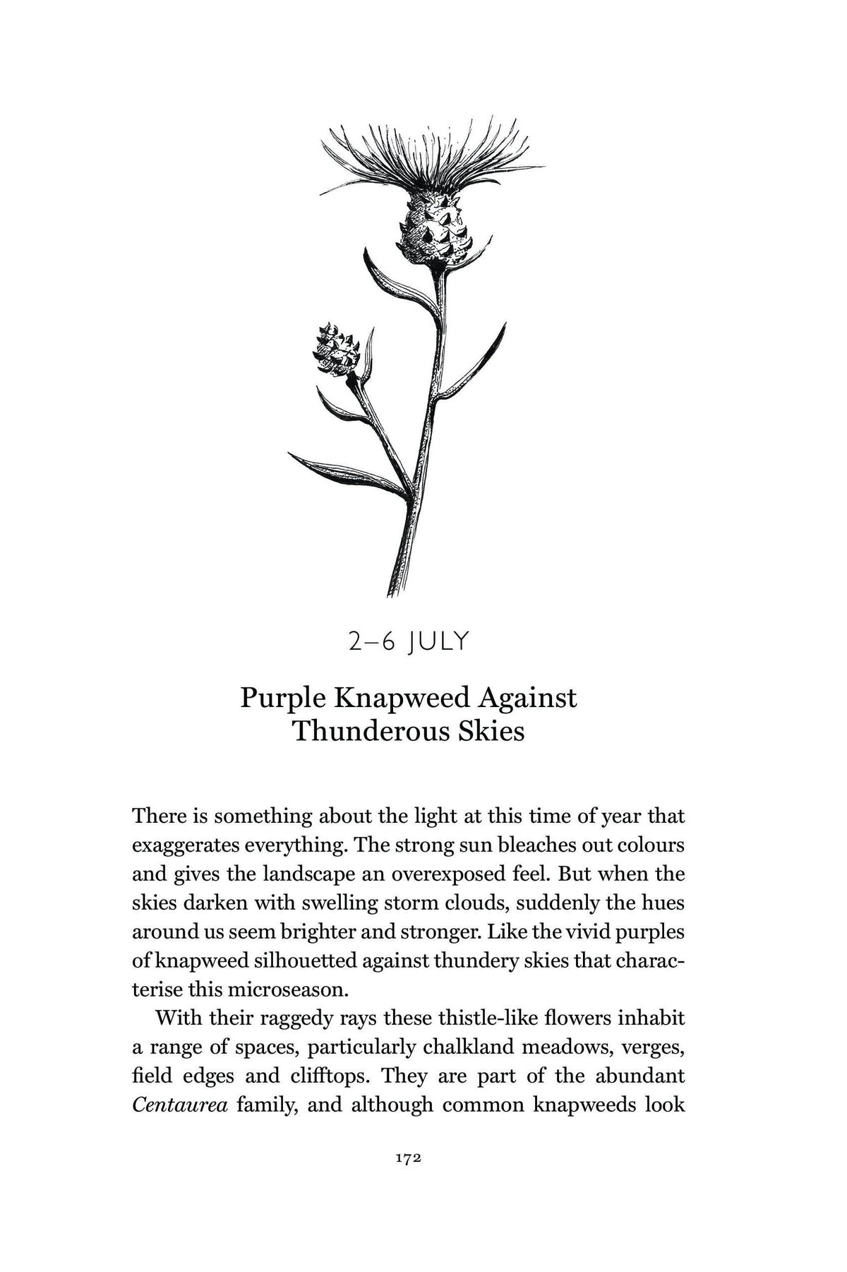 Botanical line drawing of a purple knapweed flower from a nature book