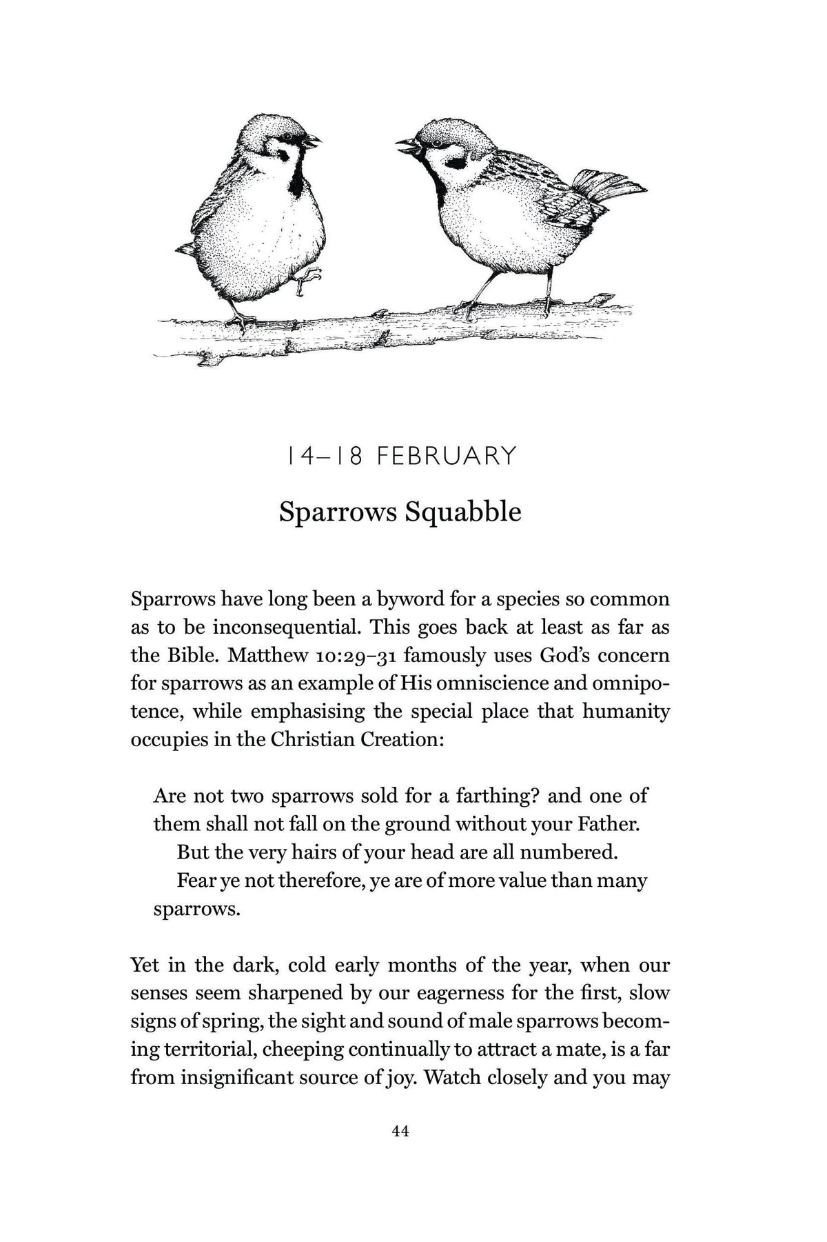 Detailed ink illustration of two sparrows perched on a branch, from a nature book.