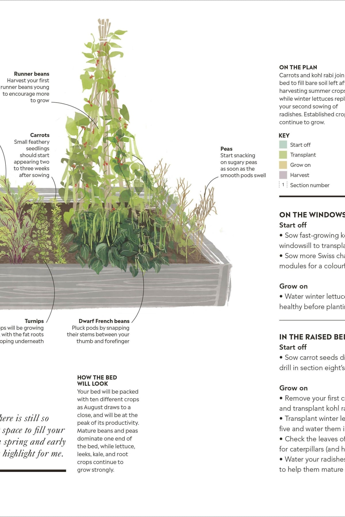 Informative gardening book page showing a raised vegetable bed layout for August with planting and harvesting tips.