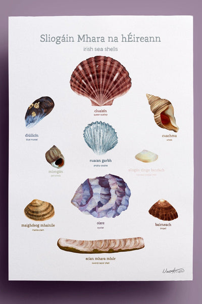 Nine Arrow Sliogáin Mhara na hÉireann Irish Sea Shells A5 Print-Gifts-Ohh! By Gum - Shop Sustainable