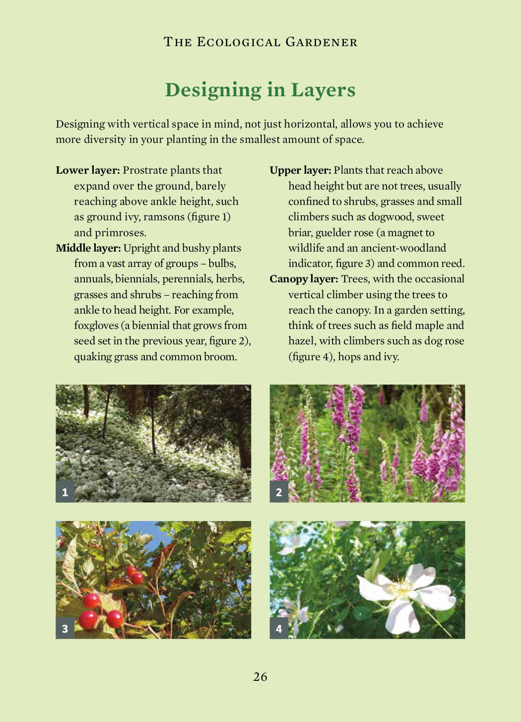 The Ecological Gardener-Books-Ohh! By Gum - Shop Sustainable